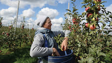 В Липецкой области планируют заложить 600 га садов и ягодников
