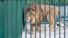 Липецкий зоопарк попросил финансовой помощи на содержание животных