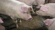 «Агроэко» открыла очередной свинокомплекс в Воронежской области