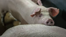 Имущество Фатежского свинокомплекса в Курской области снова выставили на торги