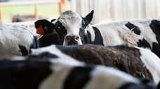 Курское ООО «Луч» хочет построить в регионе молочную ферму на 2,5 тыс. голов