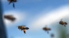 Курские власти изучают падеж пчел в Суджанском районе