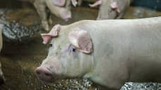 «Агроэко» планирует нарастить производство свинины до 350 тыс. т в 2021 году