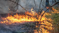 За один день в Воронежской области произошло пять лесных пожаров