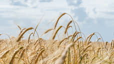 Первые резиденты ОЭЗ «Орел» займутся переработкой зерна и производством кормов