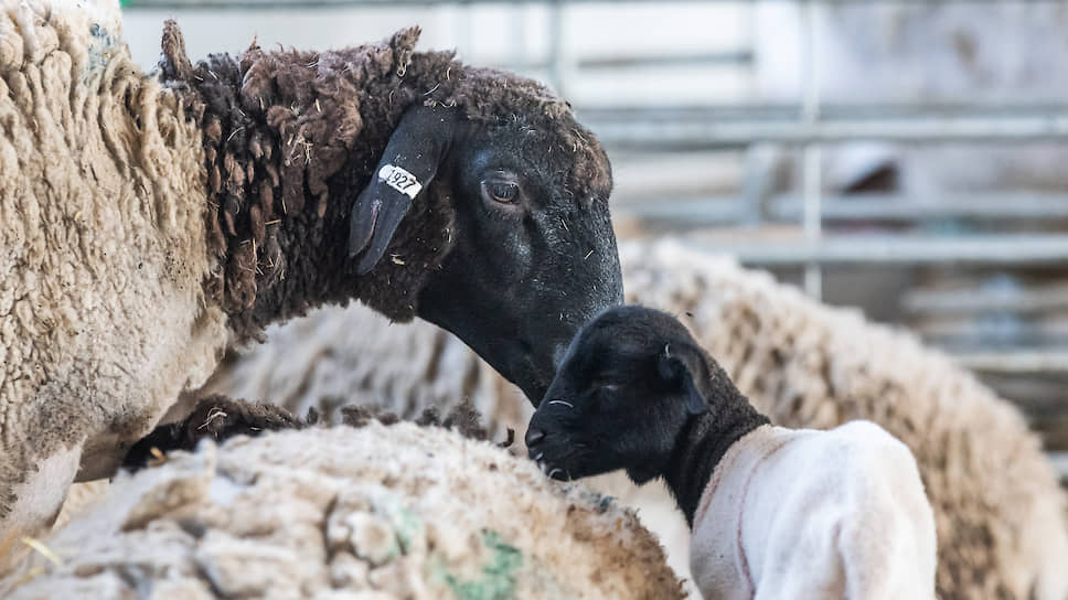 производитель ягнят. дамате баранина производство. овцеводство кчр. овцеводство компания дамате. цапушево козья ферма.