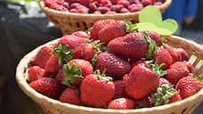 В Липецкой области собрали 1,38 тыс. тонн ягод
