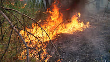 В лесу на севере Воронежа выгорело 1,3 га травы