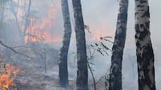 В Воронежской области ликвидировали лесной пожар на 125 га