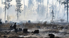 Прокуратура ищет причины лесных пожаров вокруг Воронежа