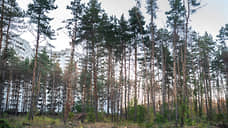 Воронежский губернатор может сделать Северный лес памятником природы