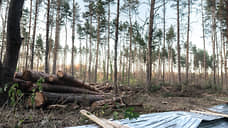 В Воронеже согласована планировка жилого квартала на границе Сомовского лесничества