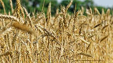 В Тамбовской области впервые собрали 5 млн тонн зерна