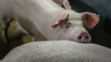 Воронежские власти призвали фермеров не скрывать поголовье свиней