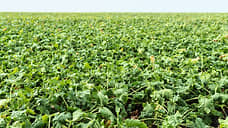 В Воронежской области намерены увеличивать сев отечественных семян сахарной свеклы