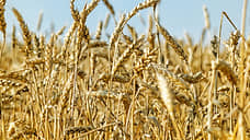 В Белгородской области впервые собрали более 4 млн тонн зерна