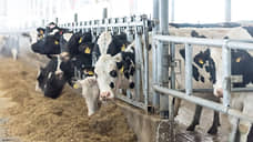 Тамбовские власти констатируют рост производства молока в сельхозорганизациях и КФХ