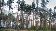 Власти Воронежа планируют сохранить лес рядом с жилым кварталом в Шилово