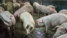Россельхознадзор назвал возможные причины заноса АЧС на курский свинокомплекс