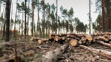 Воронежские леса потребуют 9 млрд рублей расходов за десять лет