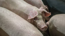 На площадке «Черкизово» в Тамбовской области выявлена африканская чума свиней