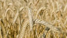 Воронежские аграрии вдвое нарастили экспорт пшеницы перед введением пошлин
