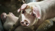 Первую коммерческую станцию искусственного осеменения свиней запустят в конце 2021 года в Липецкой области