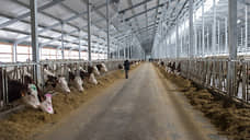 В Воронежской области выросло производство мяса и молока