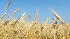 «Русагро» снизит площади под зерновыми из-за введения экспортных пошлин