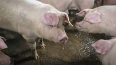 «Агроэко» произвела 226 тыс. т свинины в 2020 году