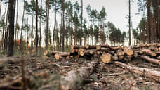 В Курской области за год восстановят 309 га леса