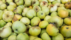 «Агроном-сад» высадил в Липецкой области 530 тыс. яблонь