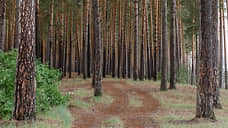 В Тамбовской области посадили более 1 тыс. га леса