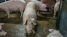 Из-за АЧС в Воронежской области уничтожат более 550 голов свиней