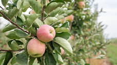 «Белгородские яблоки» получили более 166 млн рублей субсидий на закладку садов