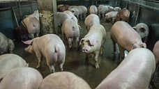 При ликвидации АЧС в Орловской области уничтожили 244 свиньи