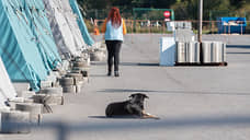 Мобилизованным жителям Курской области предложили оставить домашних животных в приютах на время службы