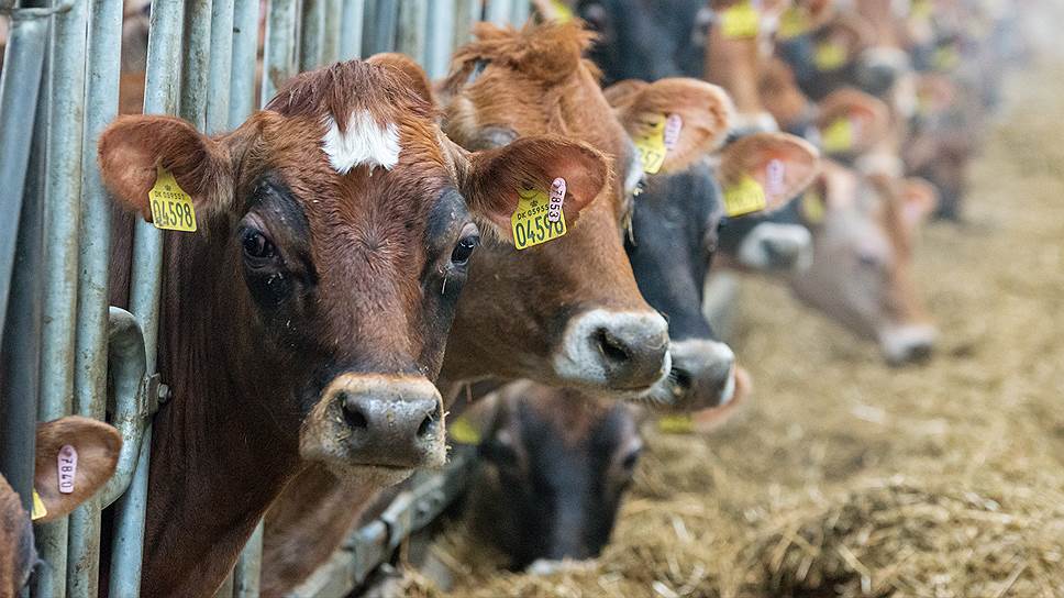 Как белгородские власти приватизировали три молочных комплекса «Зеленой долины»
