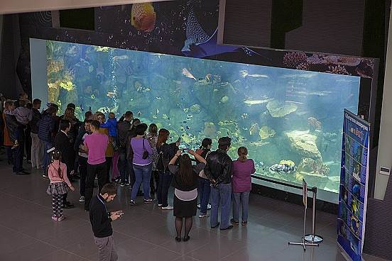 Панорамный аквариум в МегаГРИНН