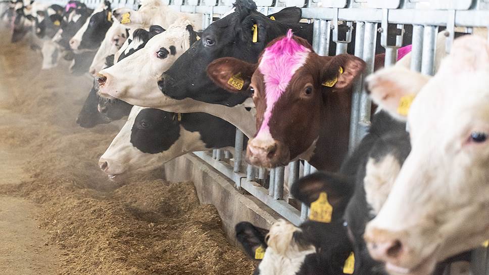 Коровы на ферме компании «ЭкоНиваАгро» в ожидании губернатора Воронежской области