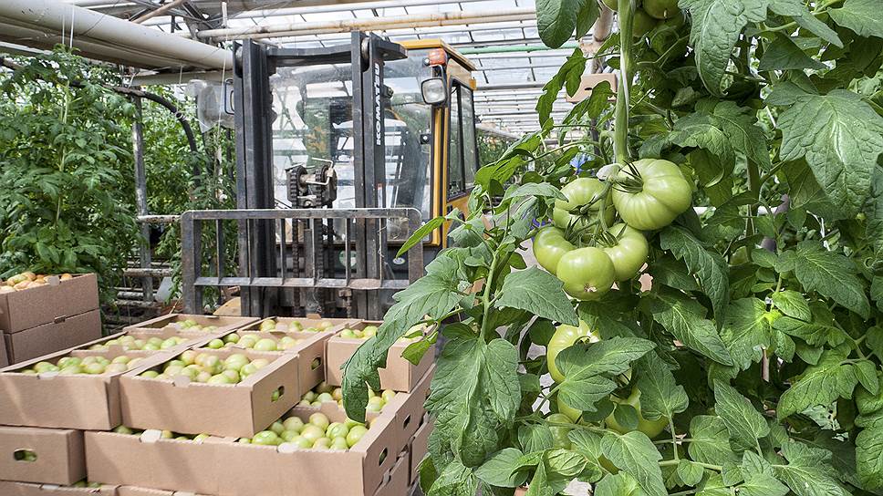 ООО «Агро Альянс Липецк» инвестирует более 7 млрд рублей в тепличный комплекс по выращиванию томатов