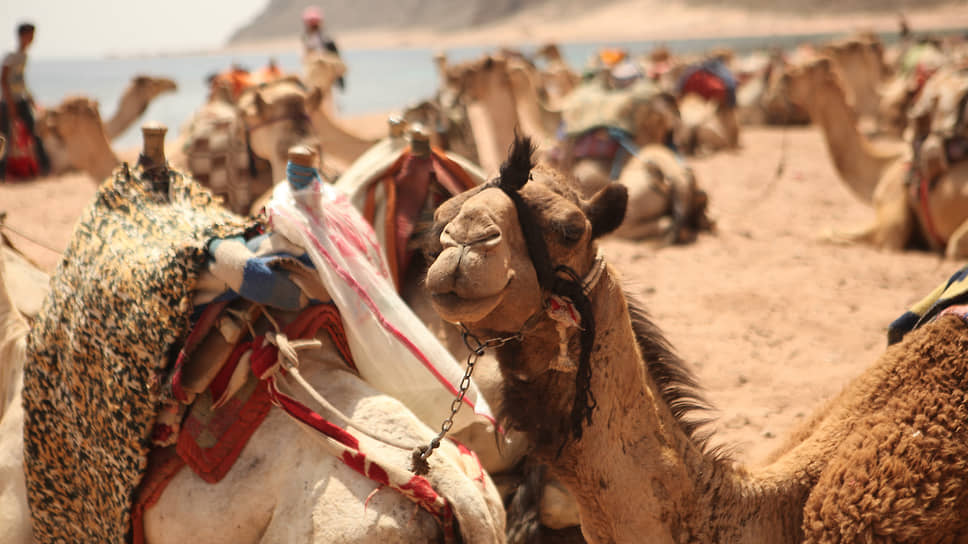 Катание на верблюде — распространенное в Египте развлечение, однако нужно учитывать, что это довольно неудобный вид передвижения.