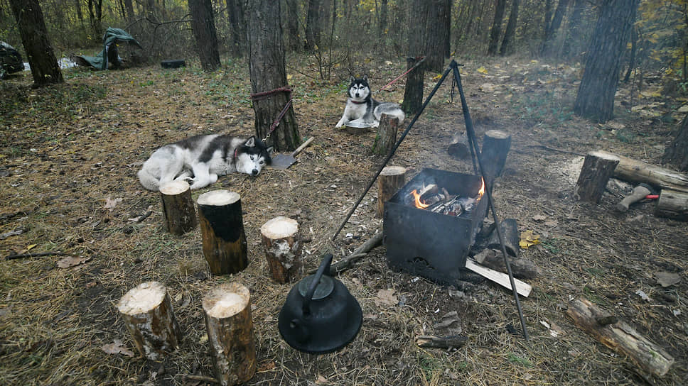 Перед стартом собаки и их хозяева устраивали уютные лагеря прямо в лесу    