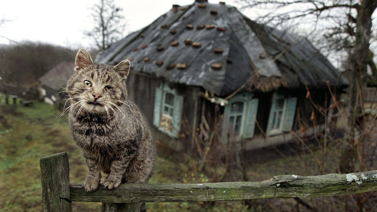 День кошек: фото питомцев