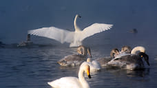 На Рыбинское водохранилище вернулись лебеди