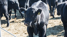 Ярославская область поддерживает мясное скотоводство