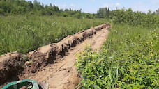На восстановление ярославских лесов выделено более 30 млн рублей