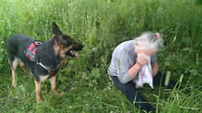 Заблудившуюся в лесу под Переславлем пенсионерку спасла служебная собака