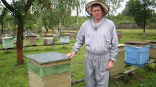 В Ярославской области планируют разводить чистопородных пчел