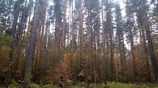 Ярославские леса принесли в бюджет более 100 млн рублей